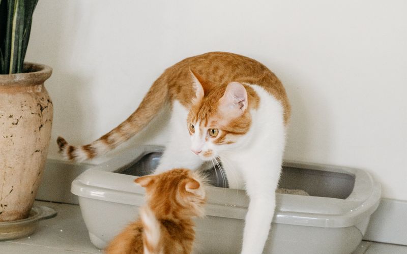 Alert indoor cat near a clean litter setup