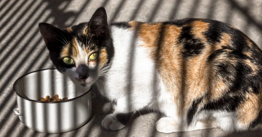 Best automatic cat feeders in 2026 (compared)
