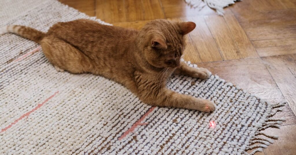 Cat chasing a laser dot on a rug