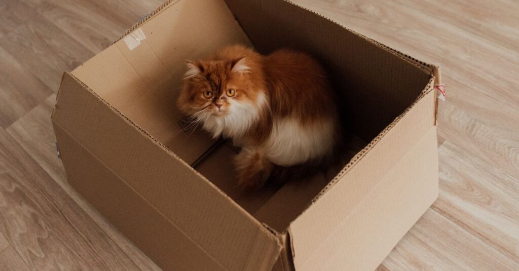 Best automatic litter boxes in 2026 (compared)