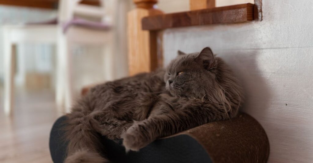 Cat lying down looking bored