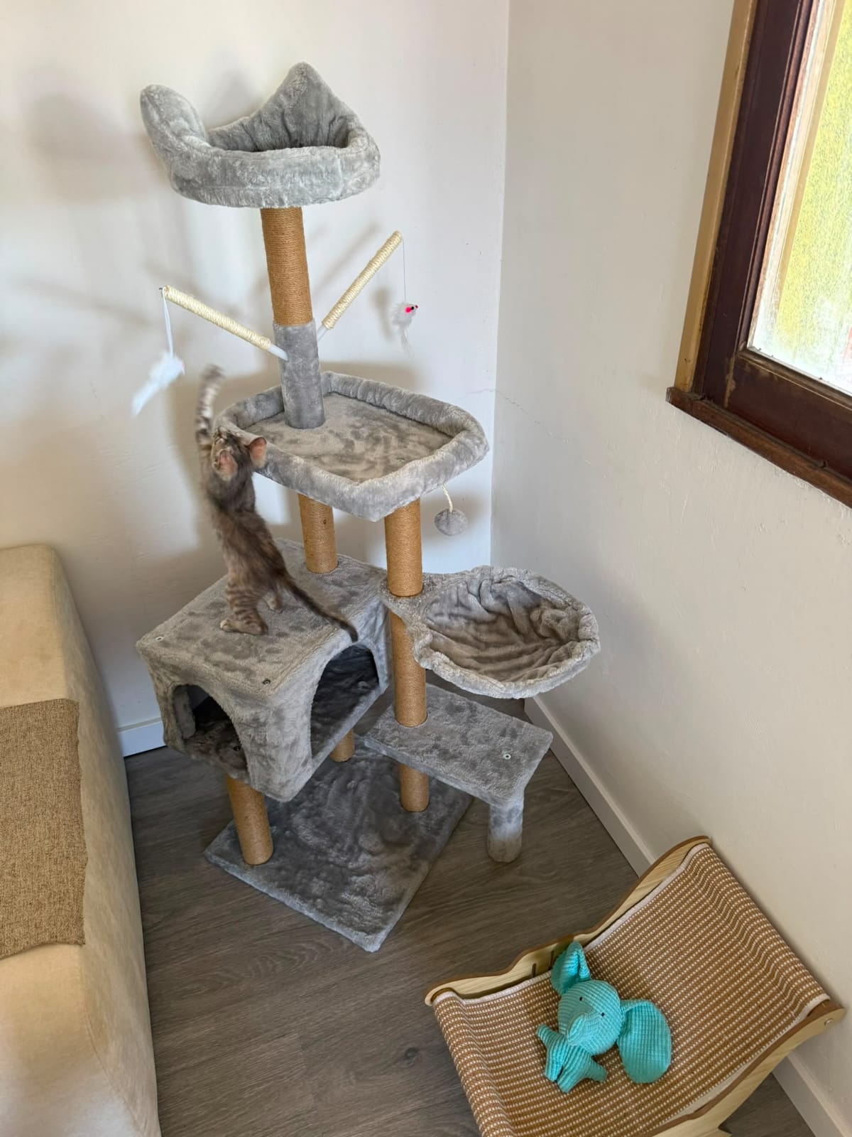Cat exploring a scratching tree at home