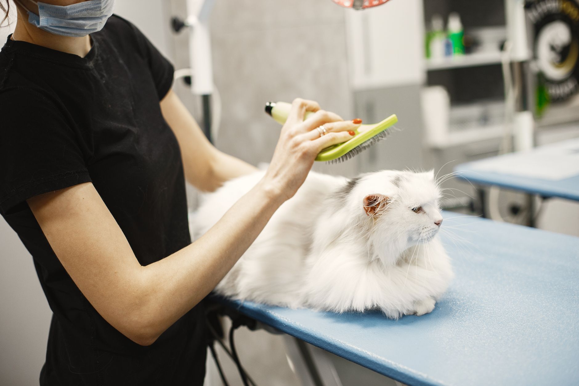 Cat enjoying a gentle brushing session at home