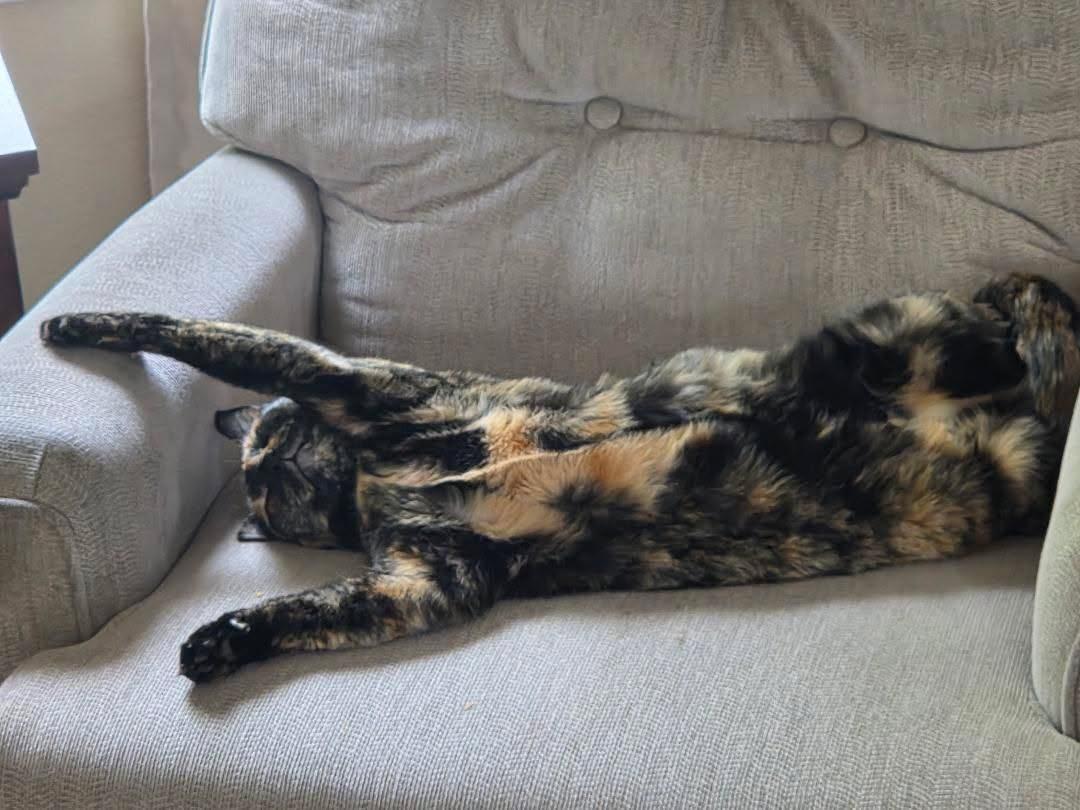 Leaf stretched out comfortably across a sofa