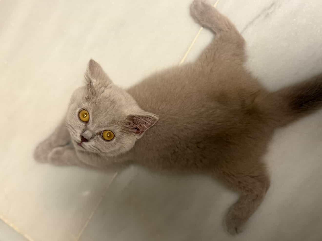 Bruno the kitten stretched out on the floor