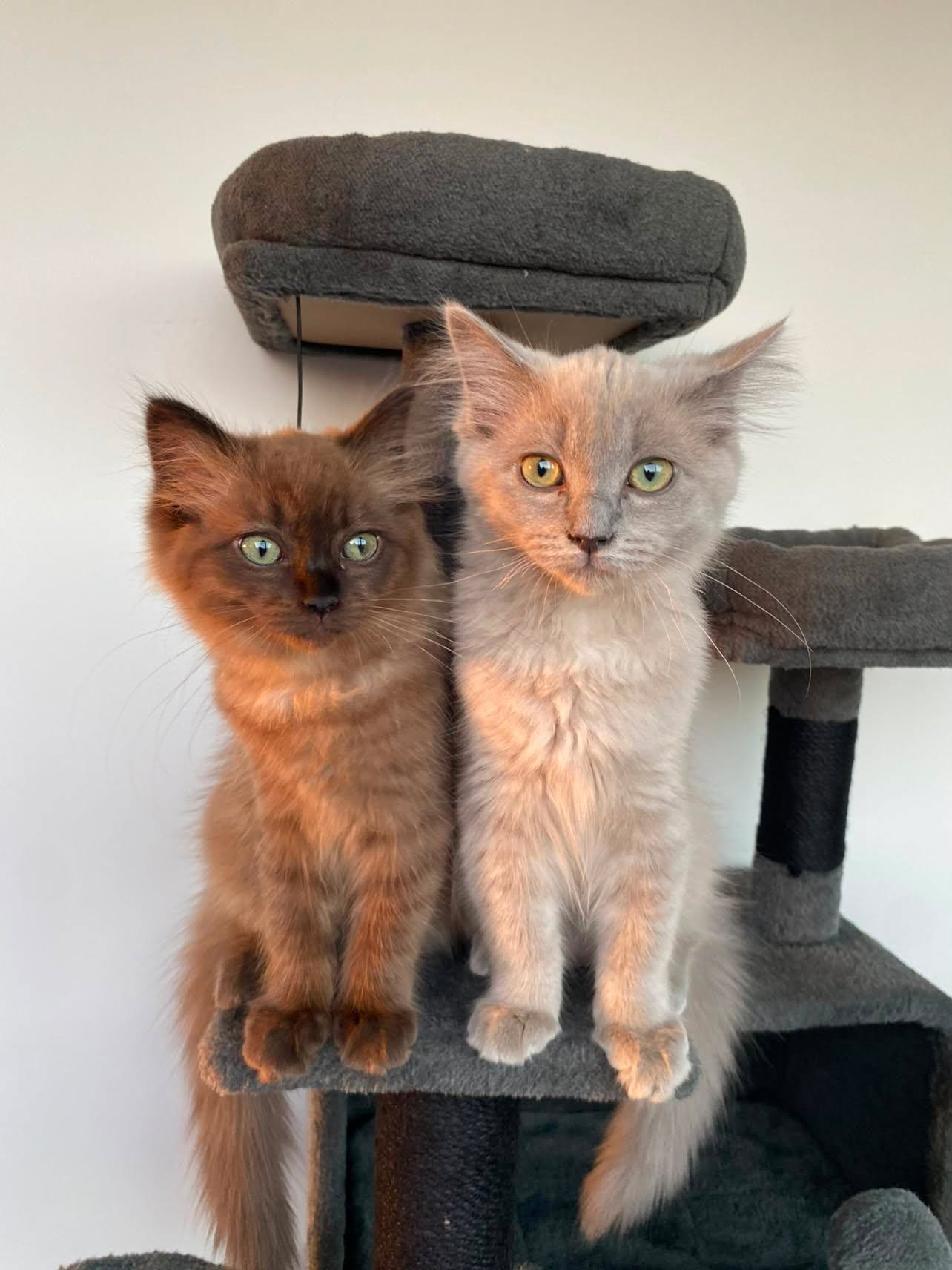 Loua and Jinu, two Ragdolls, sitting on their cat tree