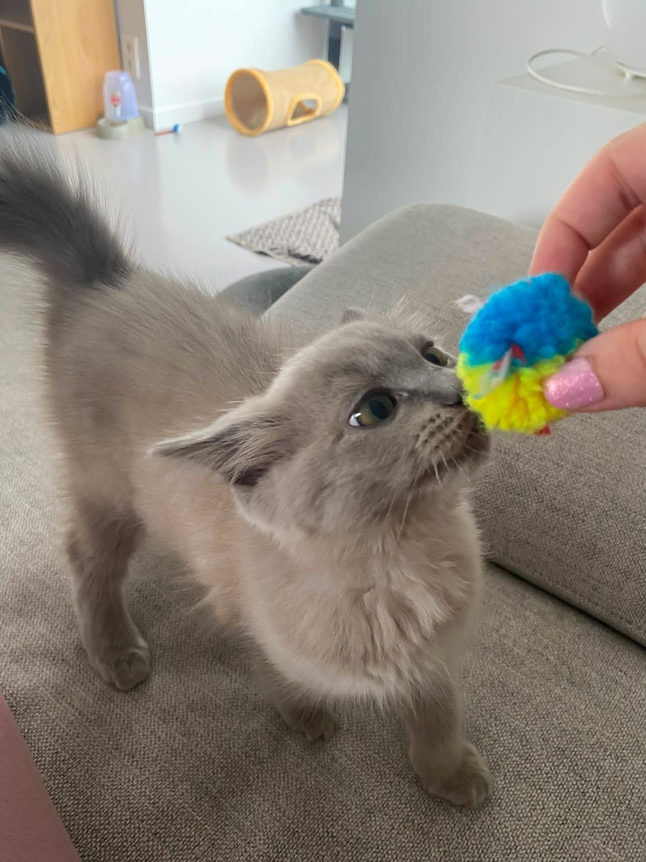 Ragdoll kitten catching a colorful yarn ball