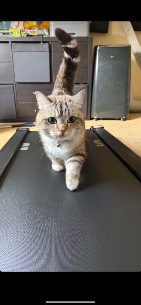 Louie cat