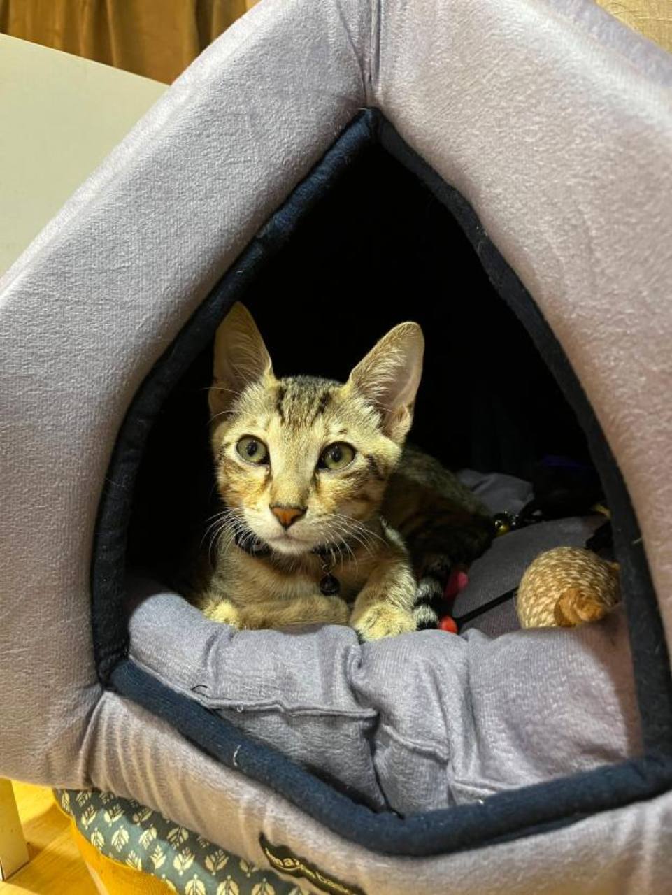Scooter the orange and white cat resting inside his cozy cat tent bed