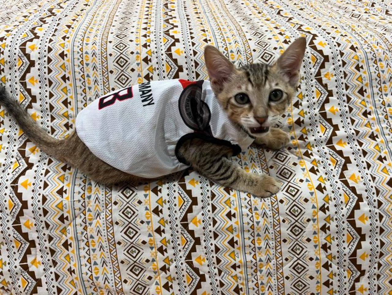Scooter relaxing on a patterned bed