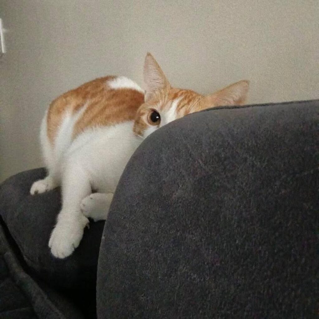 Vanilla, orange cat