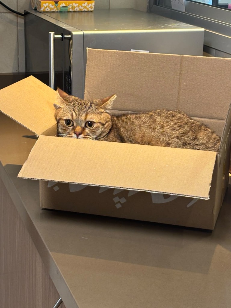 Bozo and Kitto in a cardboard delivery box in Dubai