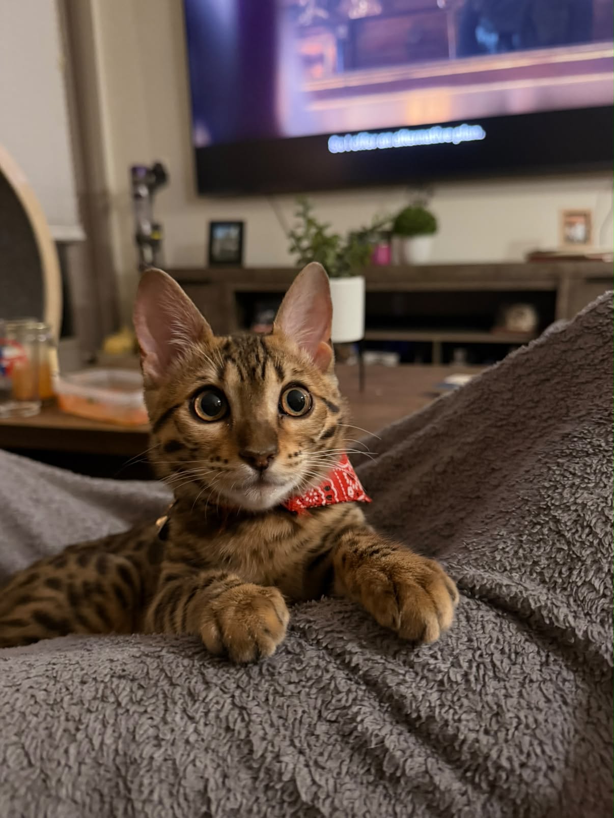 Ella looking attentively in the living room