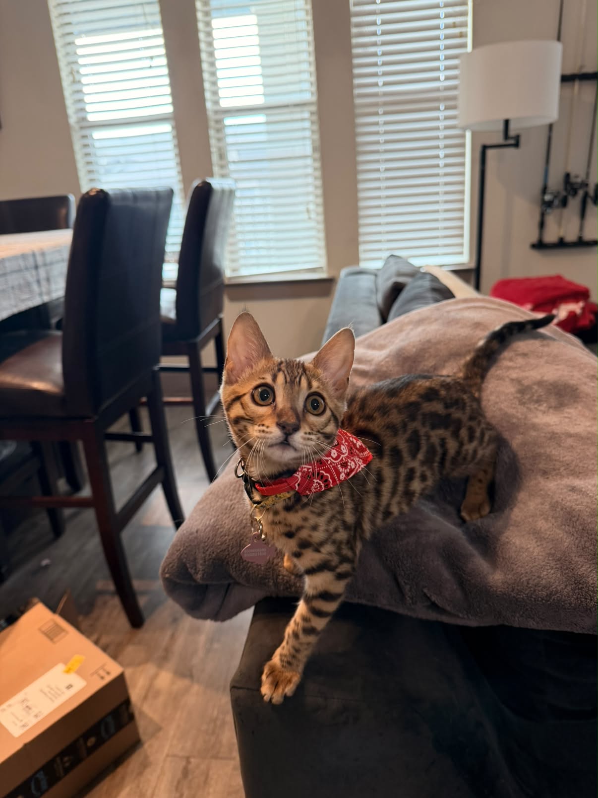 Ella the Texas Bengal standing alert on a chair with her red bandana