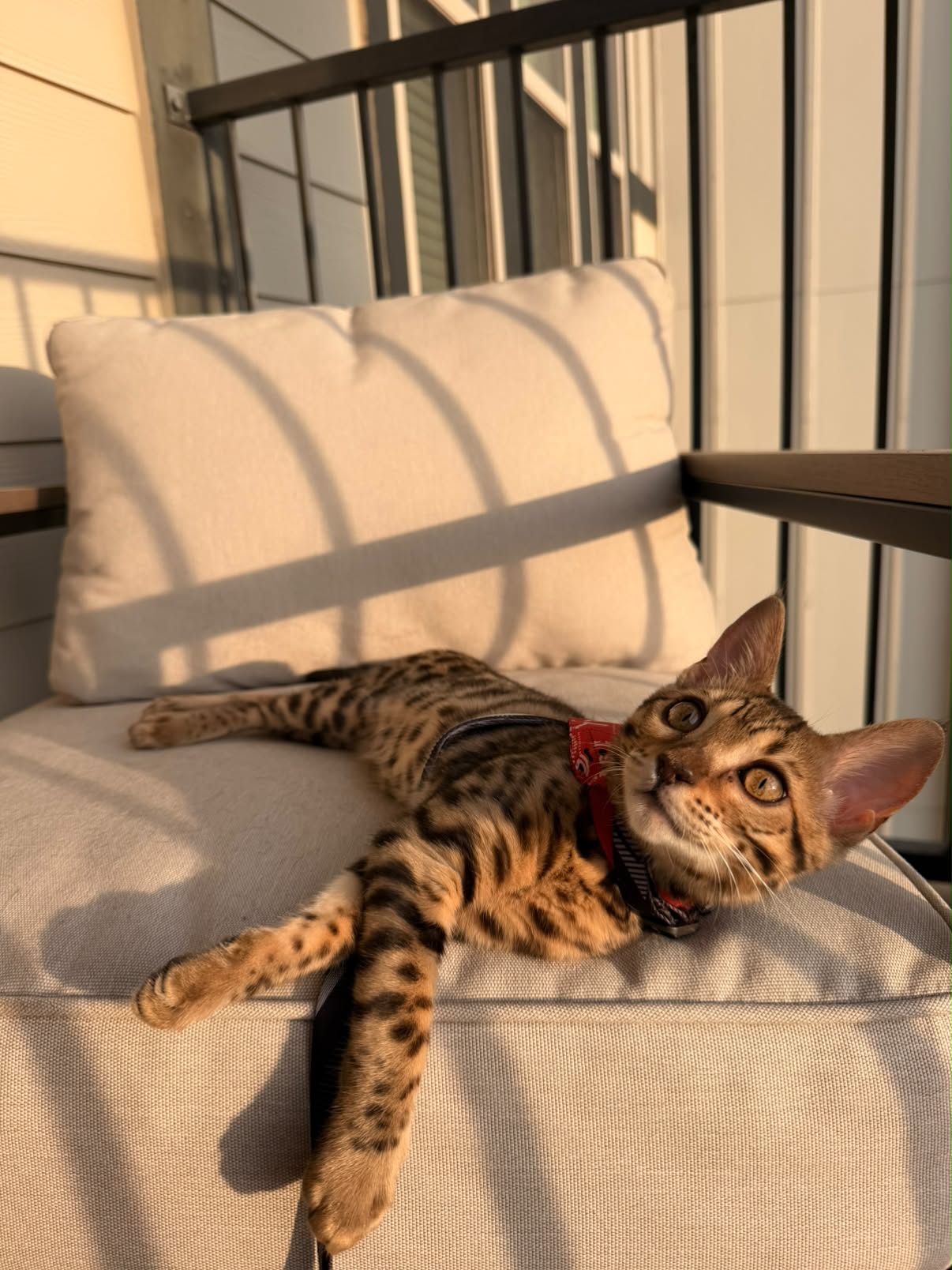 Ella relaxing in warm golden sunlight on an outdoor patio chair