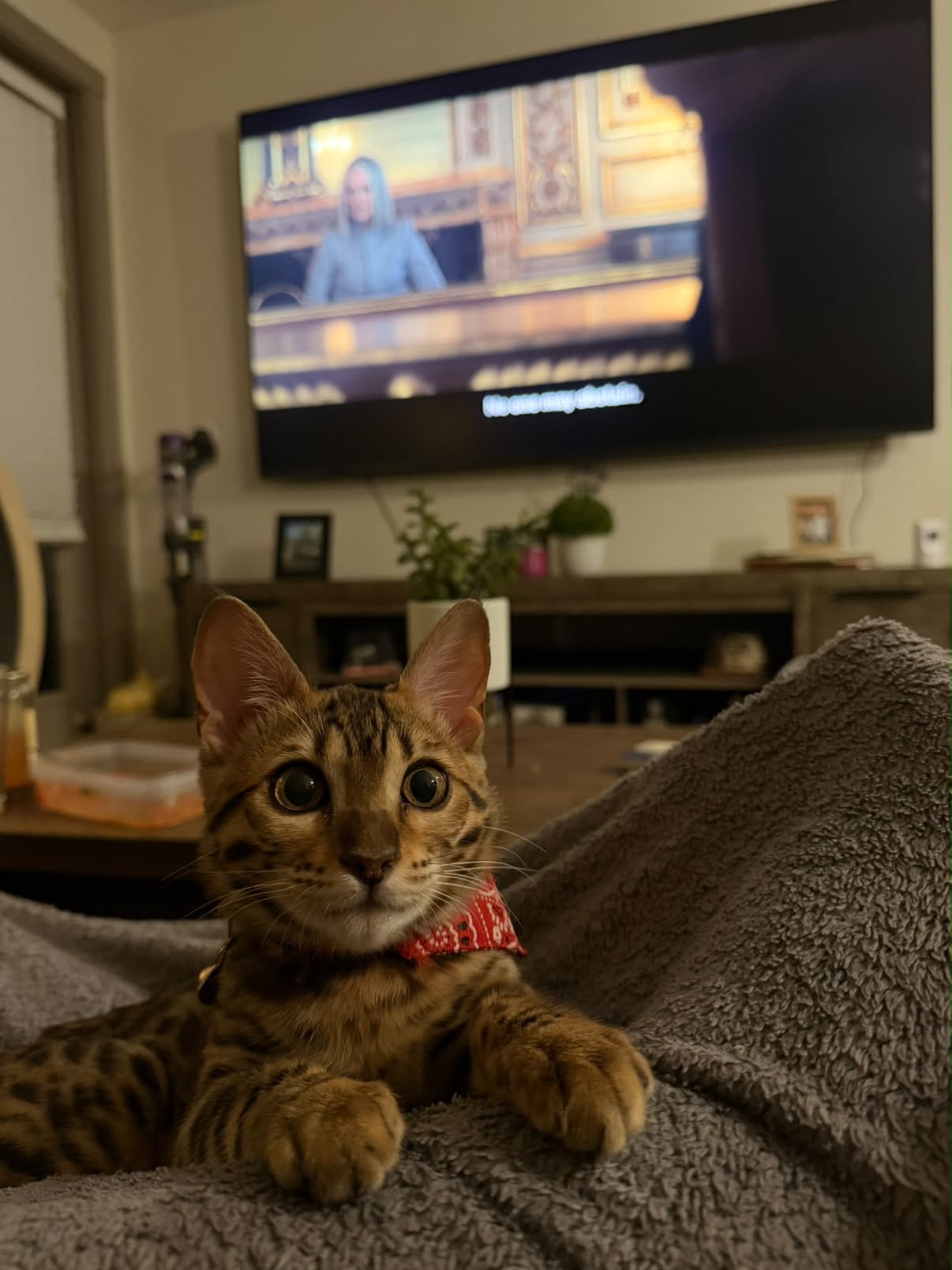 Ella the Texas Bengal cat ready for an outdoor excursion