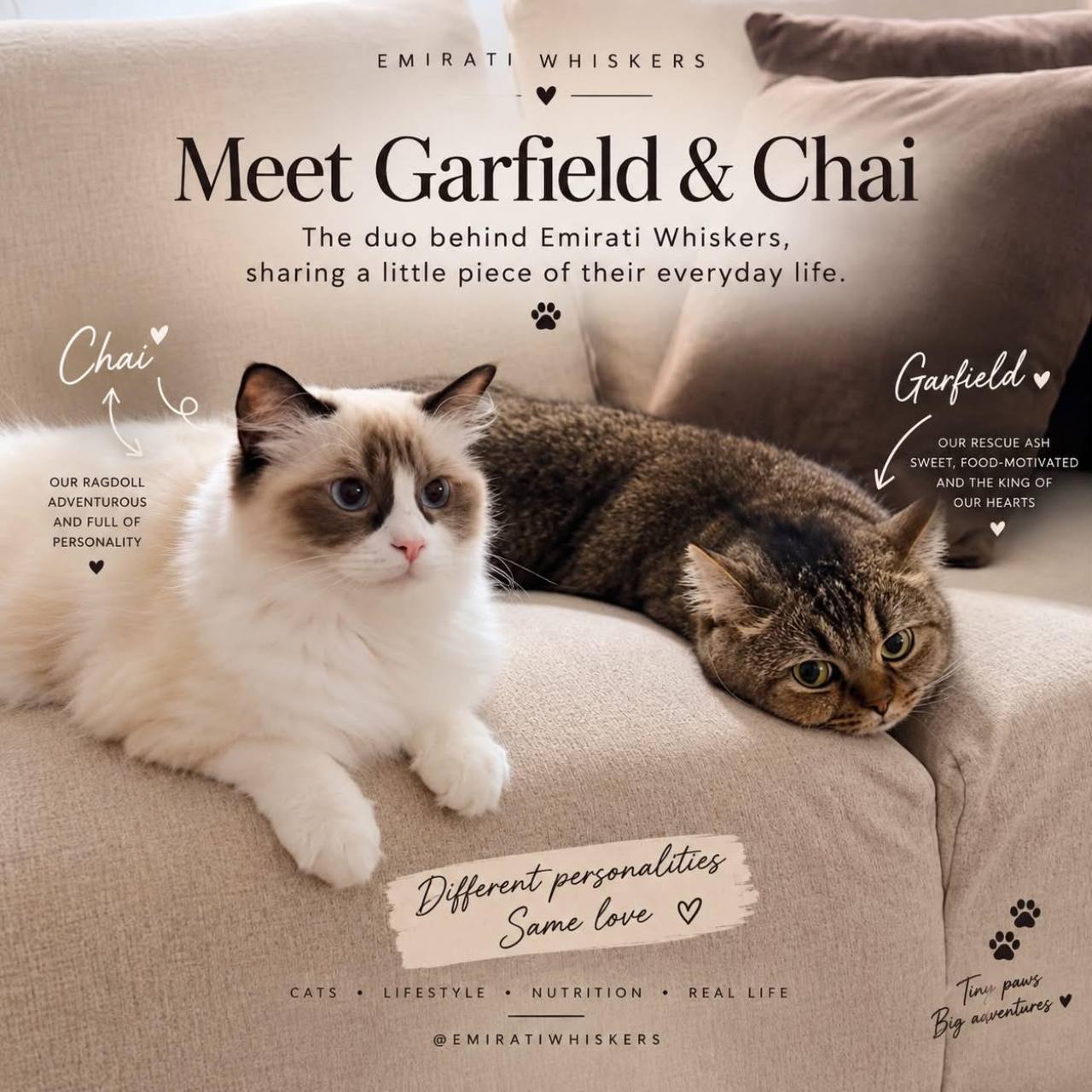 Garfield and Chai resting together on a sofa in an Emirati Whiskers portrait graphic