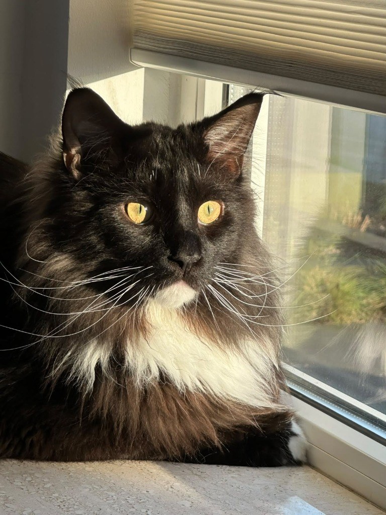 Koen the Maine Coon sitting regally by a window in a warm golden sunbeam