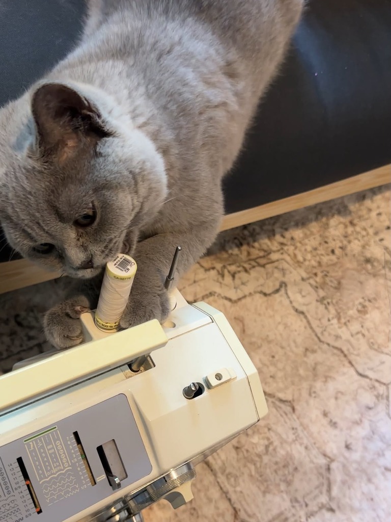 Top-down view of Māo the Blue British Shorthair kitten holding and biting a white spool of sewing thread